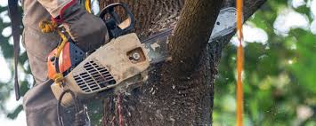 Best Tree Mulching  in Santa Clara, CA