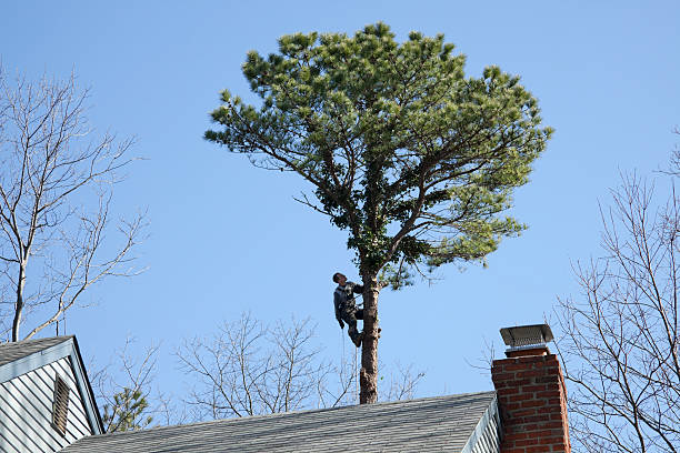 Trusted Santa Clara, CA Tree Services Experts